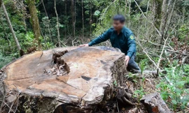 Hàng chục cây du sam có đường kính từ 1,8 đến 2 m đã bị đốn hạ tại tiểu khu 1133 thuộc Khu bảo tồn thiên nhiên Nam Nung (tỉnh Đắk Nông). Ảnh: P.V