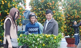 Người dân và du khách đến với Hội quất Cẩm Hà (Hội An). Ảnh: Trần Loan.