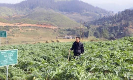 Bên ruộng atisô của mình, Thào A Cáng khoe: “Vụ atisô trước, tôi đã mua được xe máy”. Ảnh: Nguyễn Bình