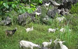 'Dê tặc' lộng hành, dân gửi đơn lên Đoàn đại biểu Quốc hội 