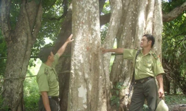 Nơi dự kiến xây dựng Nhà máy thủy điện Đrăng Phốk là rừng có hệ sinh thái đa dạng và nhiều loại gỗ quý.
