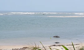 TT-Huế: Chấm dứt dự án nạo vét cửa biển kiểu “ăn thịt, bỏ xương”