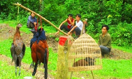 Chim rừng bị bắn rồi treo cổ bán bên đường quốc lộ qua tỉnh Lai Châu.