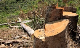 Nhiều cây có đường kính lớn bị cưa hạ.