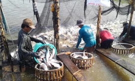 Nông dân nuôi tôm, cá tra bị móc túi vì đầu vào qua nhiều khâu trung gian. Ảnh: Phạm Anh