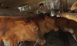 Anh Phúc bên đàn bò của mình