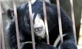 Quảng Ninh: 30 con gấu ngựa chết vì đói?