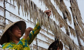 Chị em phụ nữ phải thức sớm, khéo léo, tỉ mỉ vắt cá khoai phơi khô.