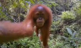 Bắn chết đười ươi hiếm để cứu em bé