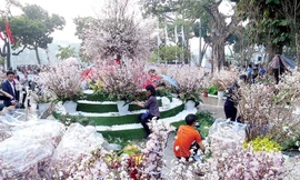 Hà Nội chỉ tổ chức lễ hội hoa anh đào duy nhất.