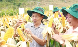 Nhiều giống ngô biến đổi gen đã được cấp phép trồng trên diện rộng. Ảnh: Vinh Đào