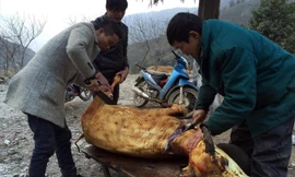 Ba anh em Lý Láo Lở xẻ thịt trâu bán ven quốc lộ 4D. Ảnh: Nguyễn Hoàn.