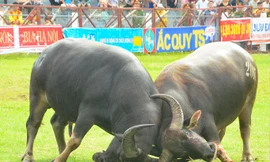 Một trận đấu tại vòng đấu loại lễ hội chọi trâu Đồ Sơn ngày 1/7.