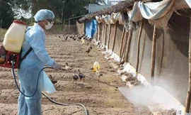 Sát trùng ở cửa khẩu, lối mở biên giới để ngăn H7N9