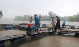 Hàng chục tấn cá bị tuột nhớt, hấp hối khiến người dân phải bán rẻ. Ảnh: H. Văn