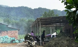 Lò sấy quy mô lớn vẫn ung dung hoạt động bất chấp lệnh buộc tháo dỡ của Chủ tịch UBND huyện Nam Đông. Ảnh: N.V.