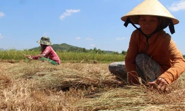 Người dân xã Mỹ Tài cắt lúa non về cho bò ăn