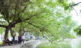 Đặt ga ngầm C9 bên hồ Hoàn Kiếm: Lên phương án di chuyển 9 cây sưa đỏ