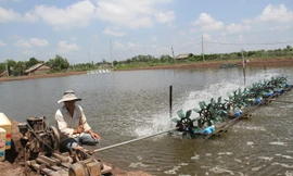 Cấp điện nuôi tôm cho người dân tại Trà Vinh.