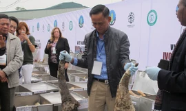 Việt Nam được đánh giá cao trong việc tổ chức tiêu hủy hơn 2 tấn ngà voi và hơn 70 kg sừng tê giác cuối tuần qua. Ảnh: Nam Khánh