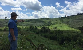 Rừng giao khoán cho gia đình ông K’Bốt bị chặt phá hết để trồng cao su.