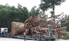 Bộ GTVT báo cáo vụ phương tiện chở cây 'khủng'