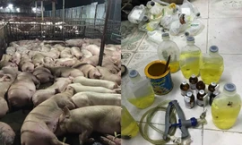 Chủ lò mổ nói gì về vụ tiêm thuốc an thần vào hàng nghìn con lợn?