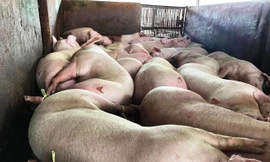 Heo bị tiêm thuốc an thầm nằm ngủ li bì tại lò mổ Xuyên Á (ảnh lớn). Các thiết bị tự chế và thuốc an thần để tiêm vào heo trước khi mổ (ảnh nhỏ). Ảnh: ngô bình.