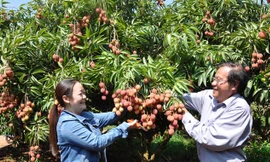 Ông Quốc hướng dẫn người thu mua cách cắt vải.