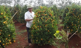 Gò thế, tạo dáng mới cho quất