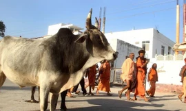 Ấn Độ muốn thành lập bộ Bò