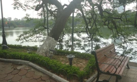 Cây nghiêng bật gạch cạnh hồ Gươm