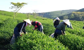 Vườn chè Xuân Trường.