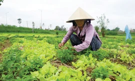 Rau phát triển chậm dự báo khan hiếm nguồn rau Tết.