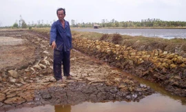 Một cánh đồng khô hạn tại vùng U Minh Thượng. 