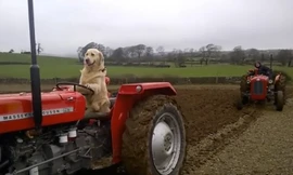 Rambo đang lái máy kéo.