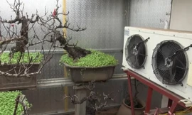 Lắp điều hòa, làm nhà tránh nóng cho đào Tết.