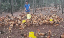 Trần Hữu Đức với đàn gà thả vườn.