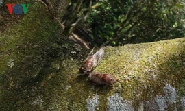 Ve lạ đeo bám thân cây ăn quả.