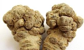 Củ tam thất: Ảnh minh họa: Internet