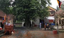 Hai cây thị khổng lồ được công nhận cây di sản