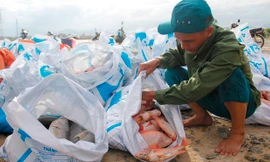 Hàng chục tấn cá đắt tiền chết bất thường, người dân trắng tay