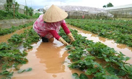  Vườn dâu tây bị ngập