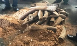 Ngày 6/9, Chi cục Hải quan cửa khẩu cảng Sài Gòn khu vực 1, phối hợp với các đơn vị liên quan tiến hành khám xét và phát hiện 2 container chứa hơn 1 tấn ngà voi Châu Phi.