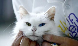 Cảnh giác với tình yêu... mèo