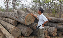 Quyền giám đốc VQG Yok Đôn lộng quyền