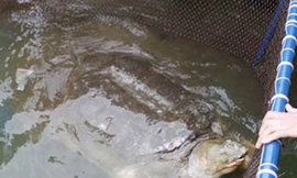 Đã có kết quả xét nghiệm ADN Rùa Hồ Gươm