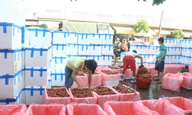 Không có chuyện vải thiều rớt giá do thương nhân Trung Quốc ngừng mua