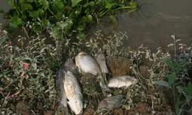 Cá chết trên sông Thương được người dân vớt về làm phân bón. Ảnh: Nguyễn Trường