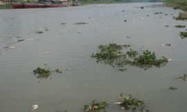 Cá chết trắng sông Thương trưa ngày 10/6. Ảnh: Nguyễn Trường